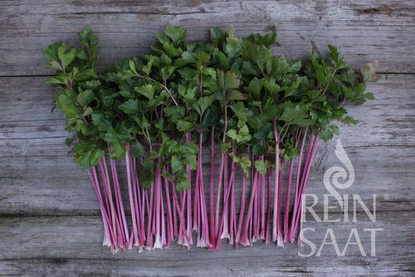 Celery 'Chinese Pink'