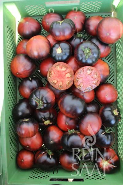 Tomate 'Black Beauty'