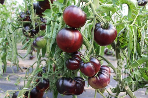 Tomato 'Black Beauty'