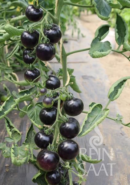 Tomate 'Indigo Rose'