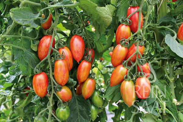 Tomate 'Artisan Tiger Mix'