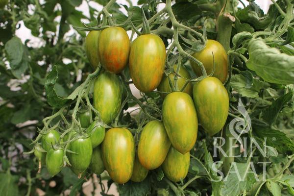 Tomate 'Artisan Tiger Mix'