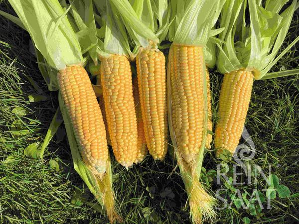 Corn 'Ashworth'