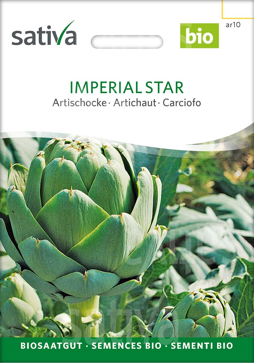 Artichoke 'Imperial Star'