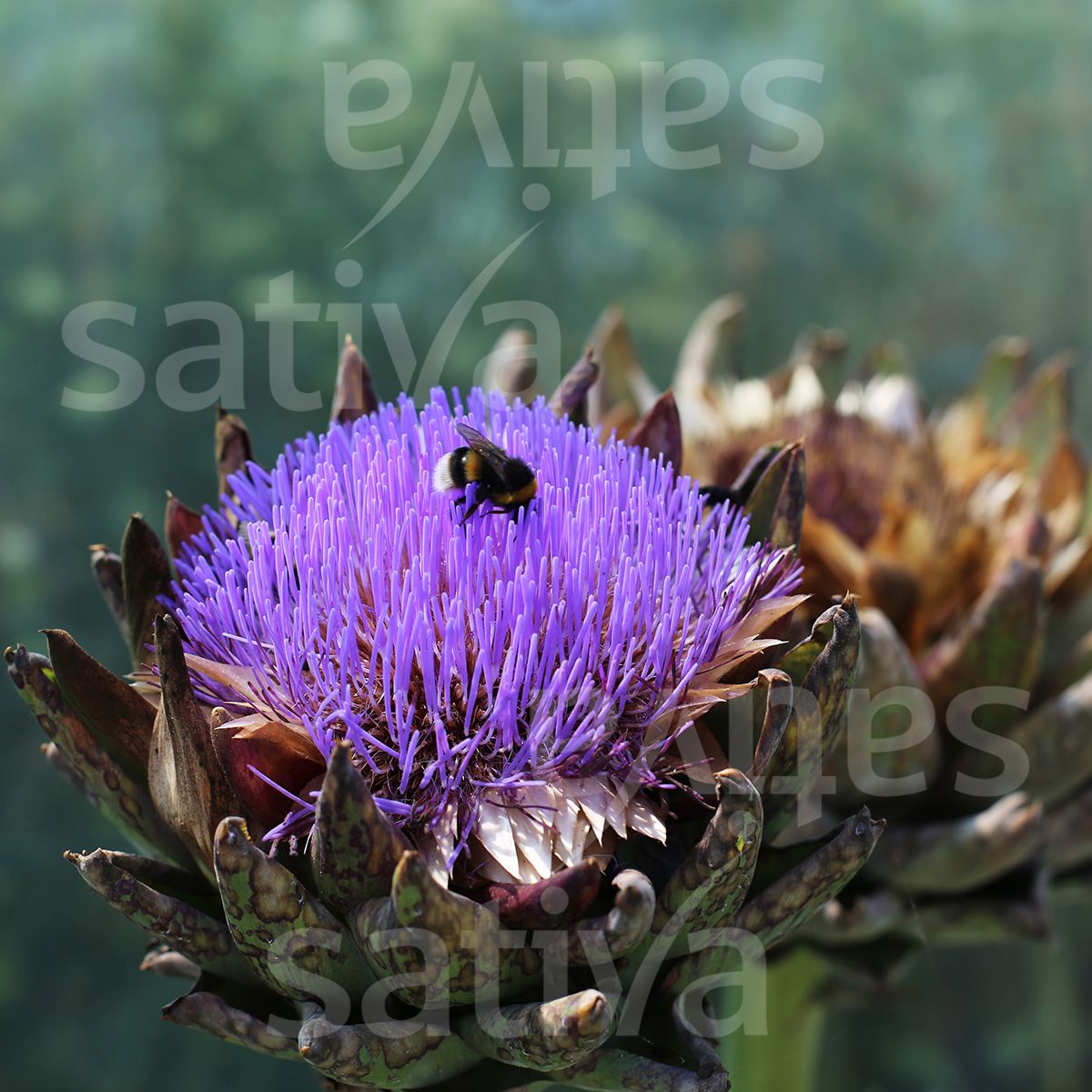 Artichoke 'Imperial Star'