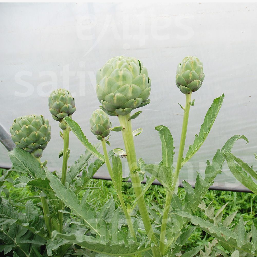 Artichoke 'Imperial Star'