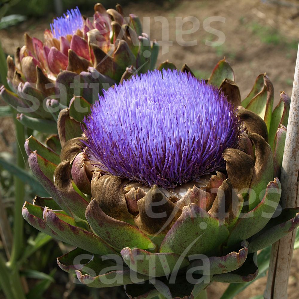 Artichoke 'Imperial Star'