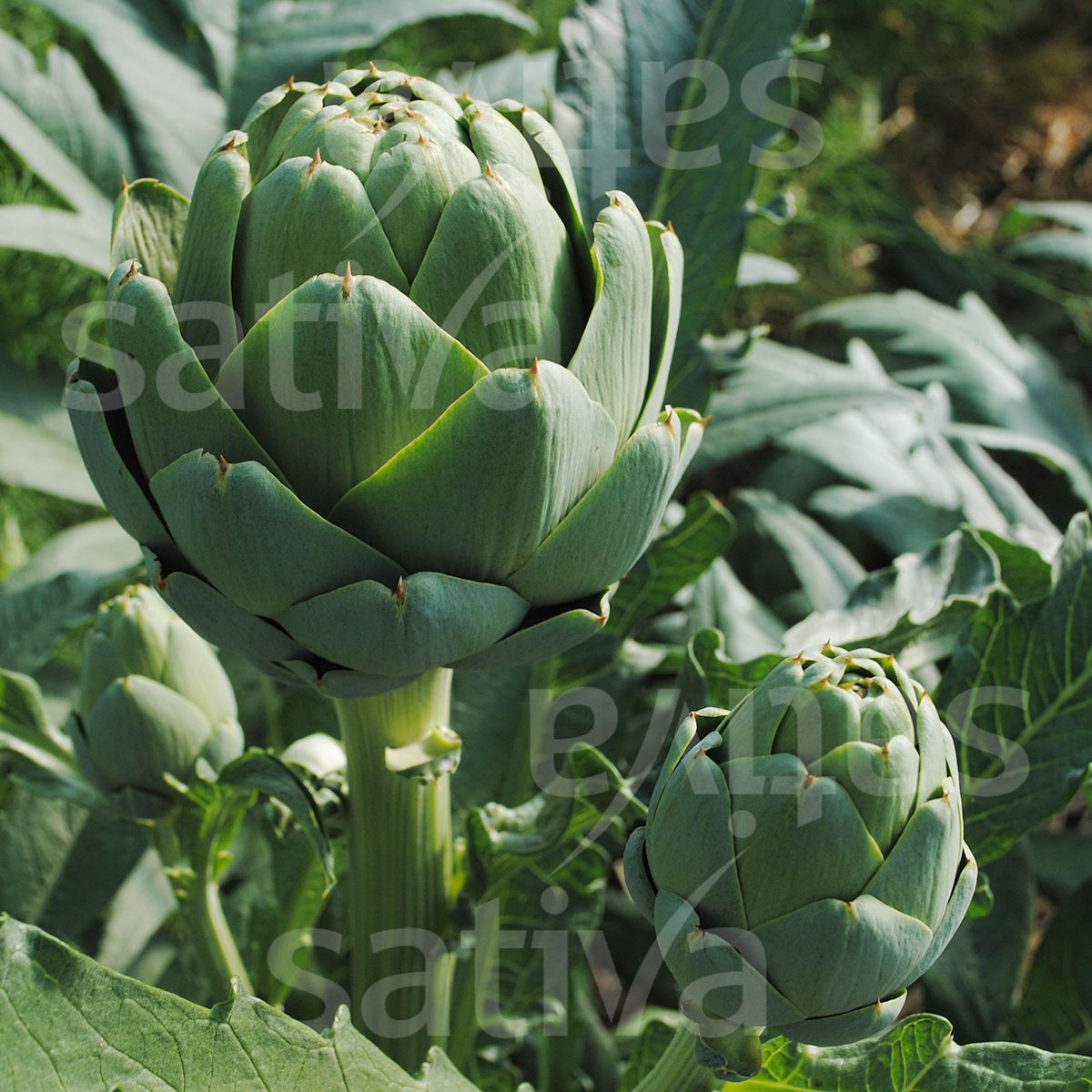 Artichoke 'Imperial Star'