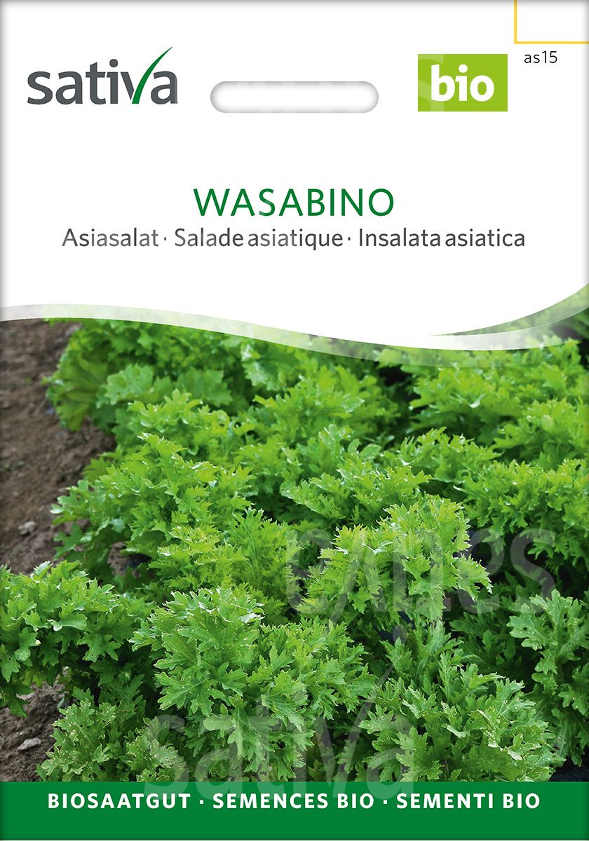 Mustard Greens 'Wasabino'