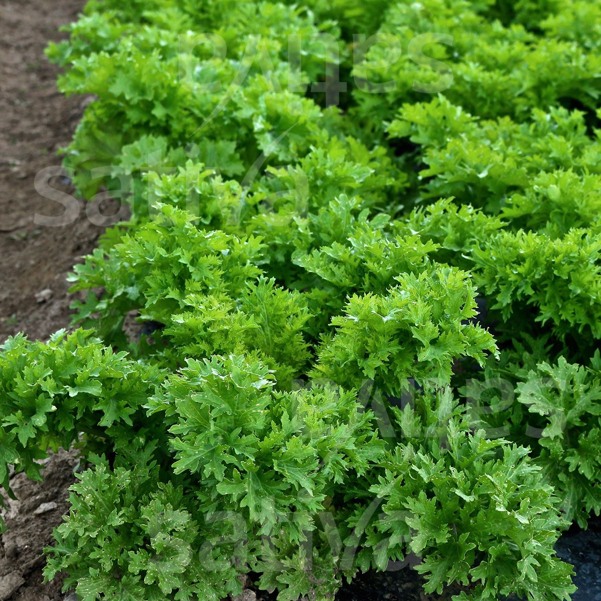 Mustard Greens 'Wasabino'