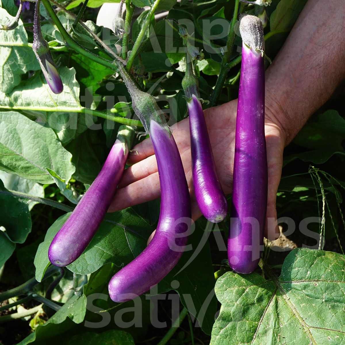 Aubergine 'Pink Lady'