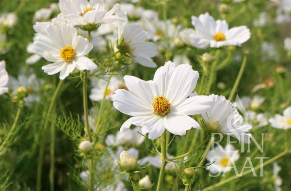 Cosmos 'White'