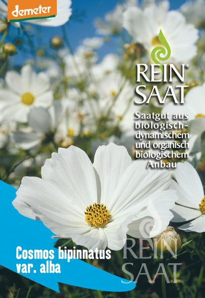 Cosmea 'Weiß'