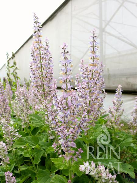 Clary Sage