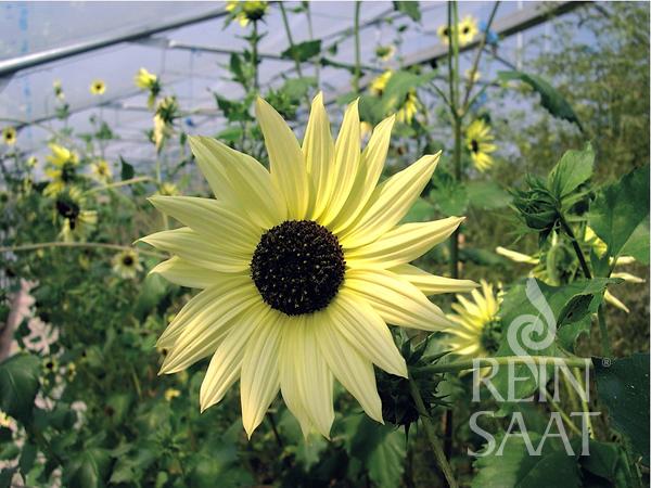 Sunflower 'Italian White'