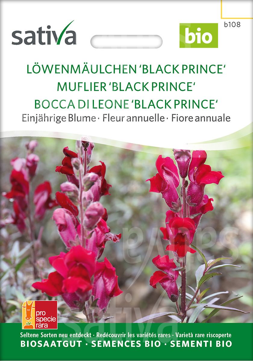 Löwenmäulchen 'Black Prince'