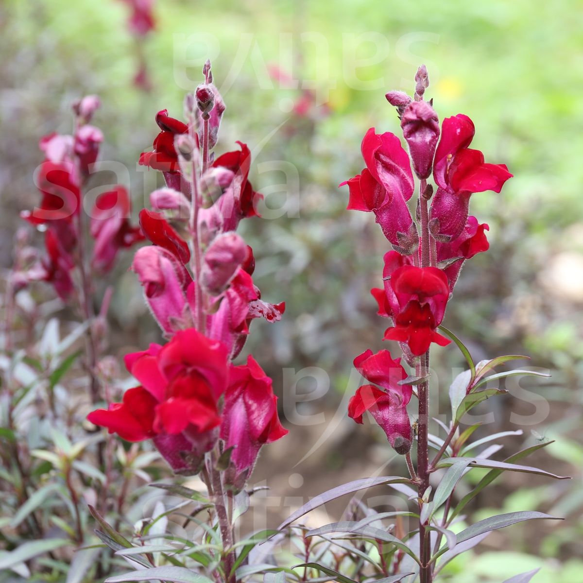 Snapdragon 'Black Prince'