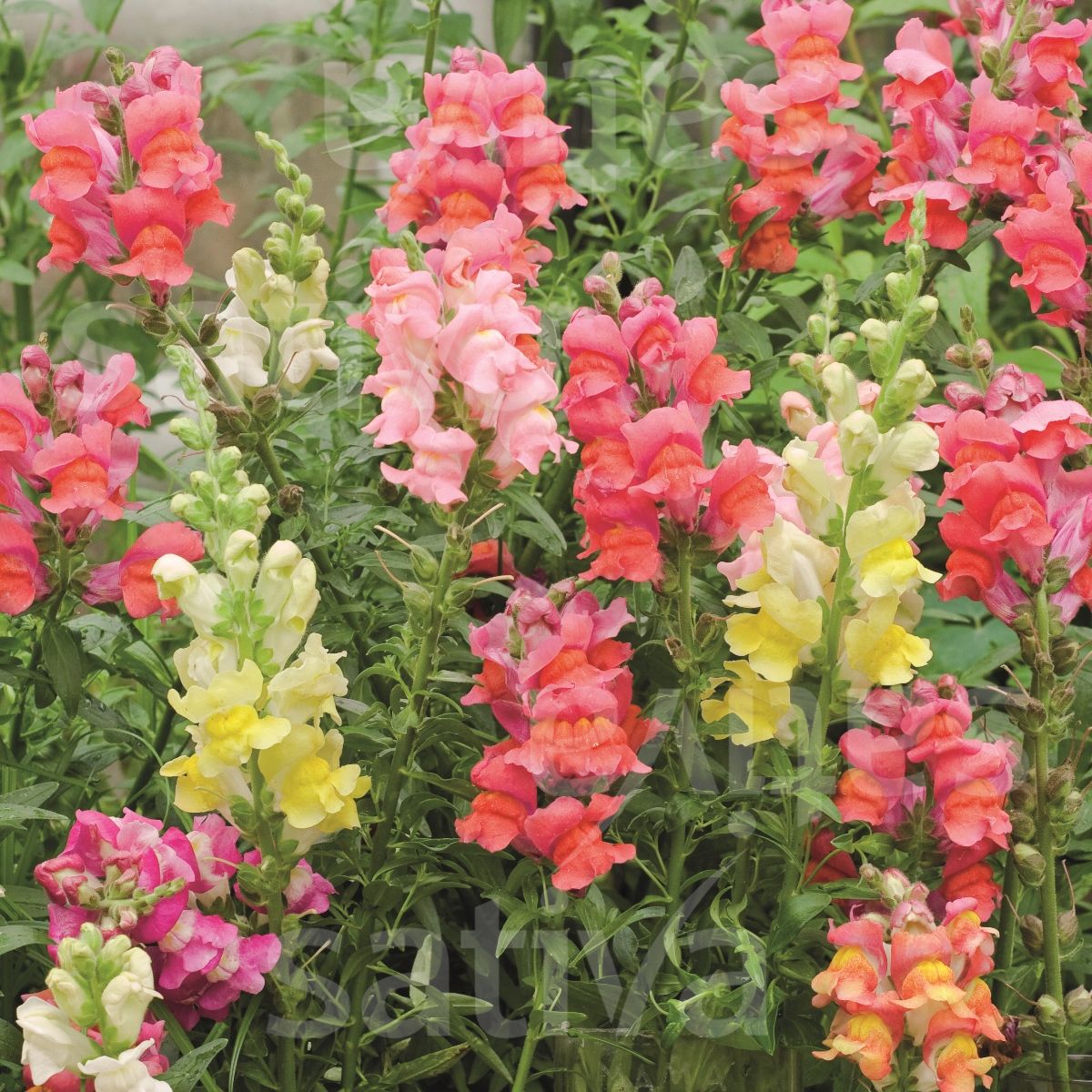 Snapdragon 'Assorted Colours'