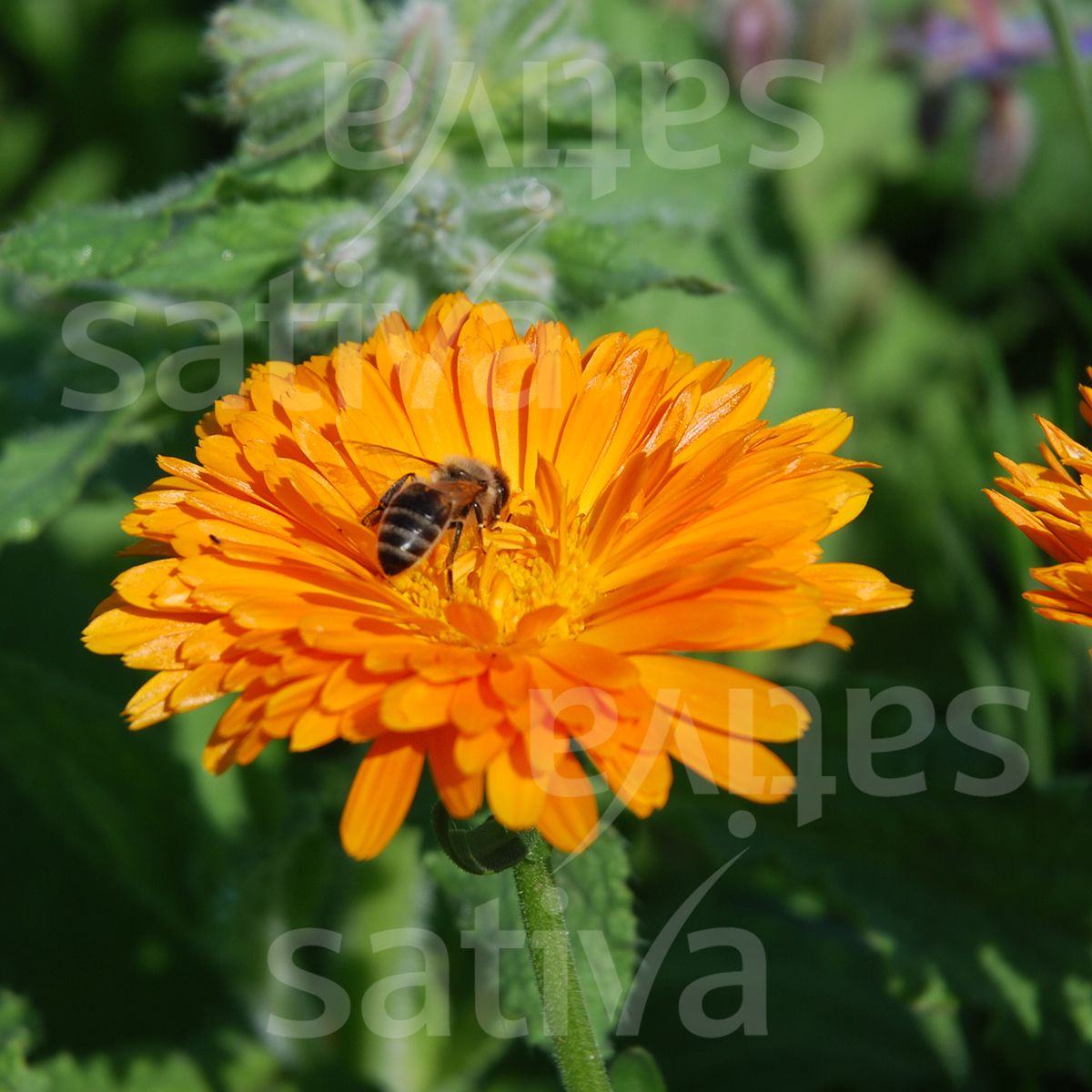 Calendula