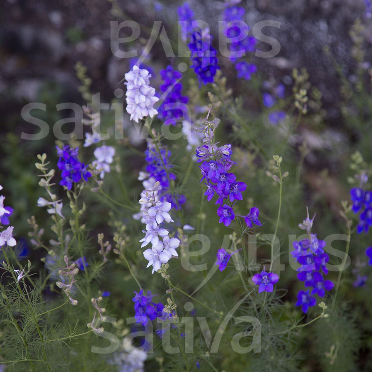 Larkspur