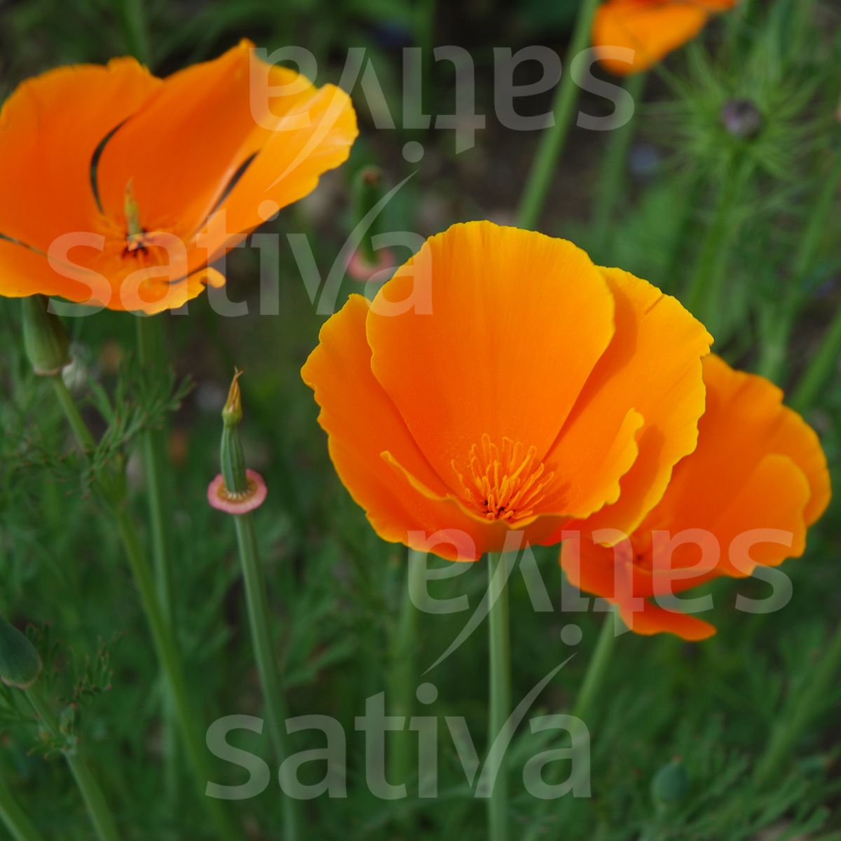 California Poppy