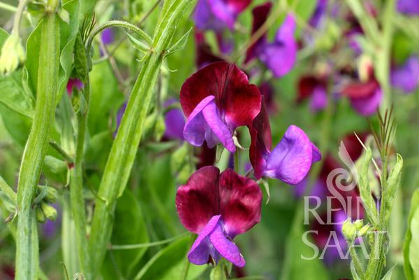 Sweet Pea 'Cupani'