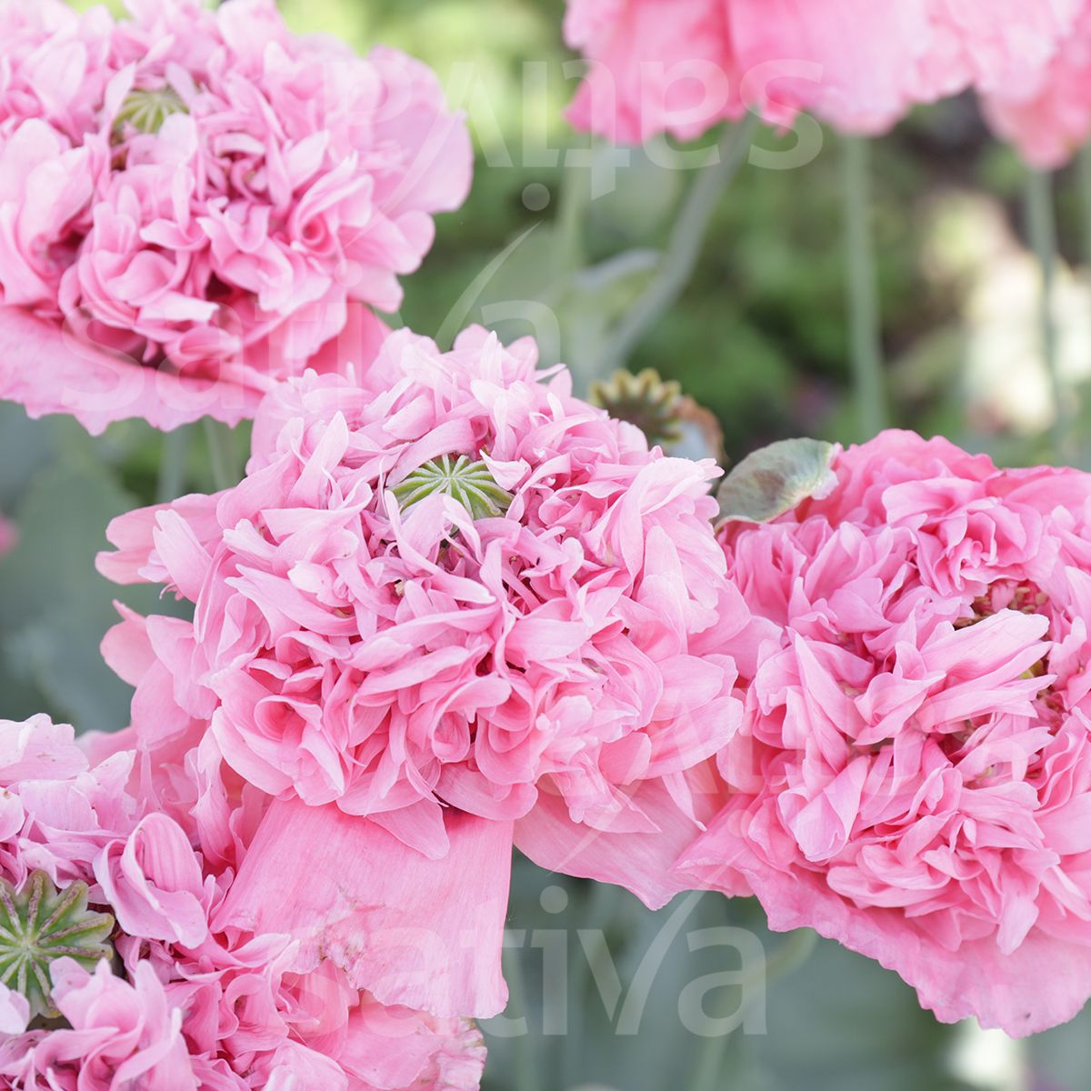 Poppy 'Flamatt'