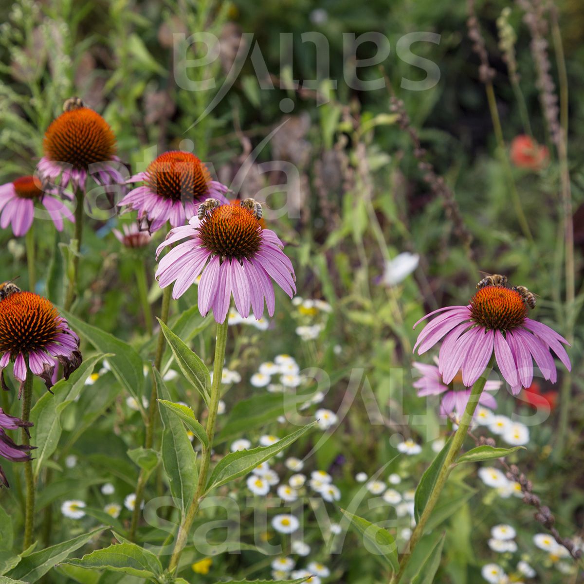 Coneflower