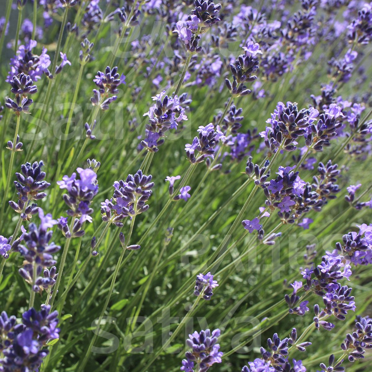 English Lavender