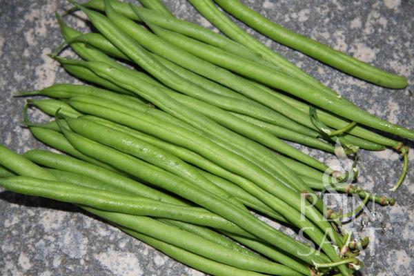 Bush Bean 'Faraday'