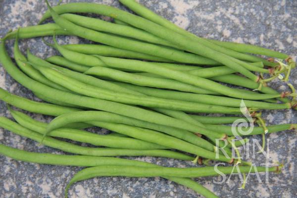 Buschbohne 'Compass'