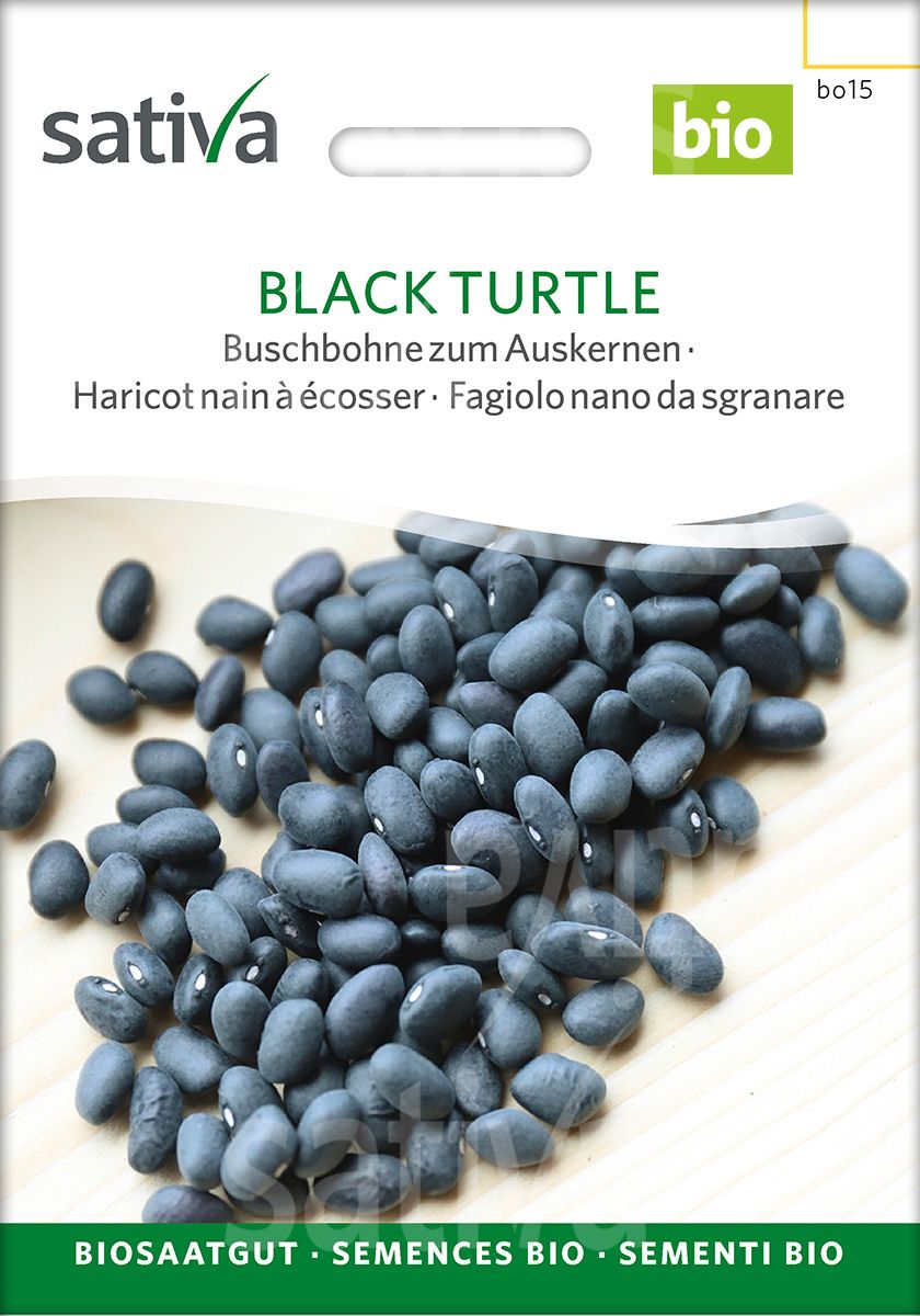 Bush Bean 'Improved Black Turtle'