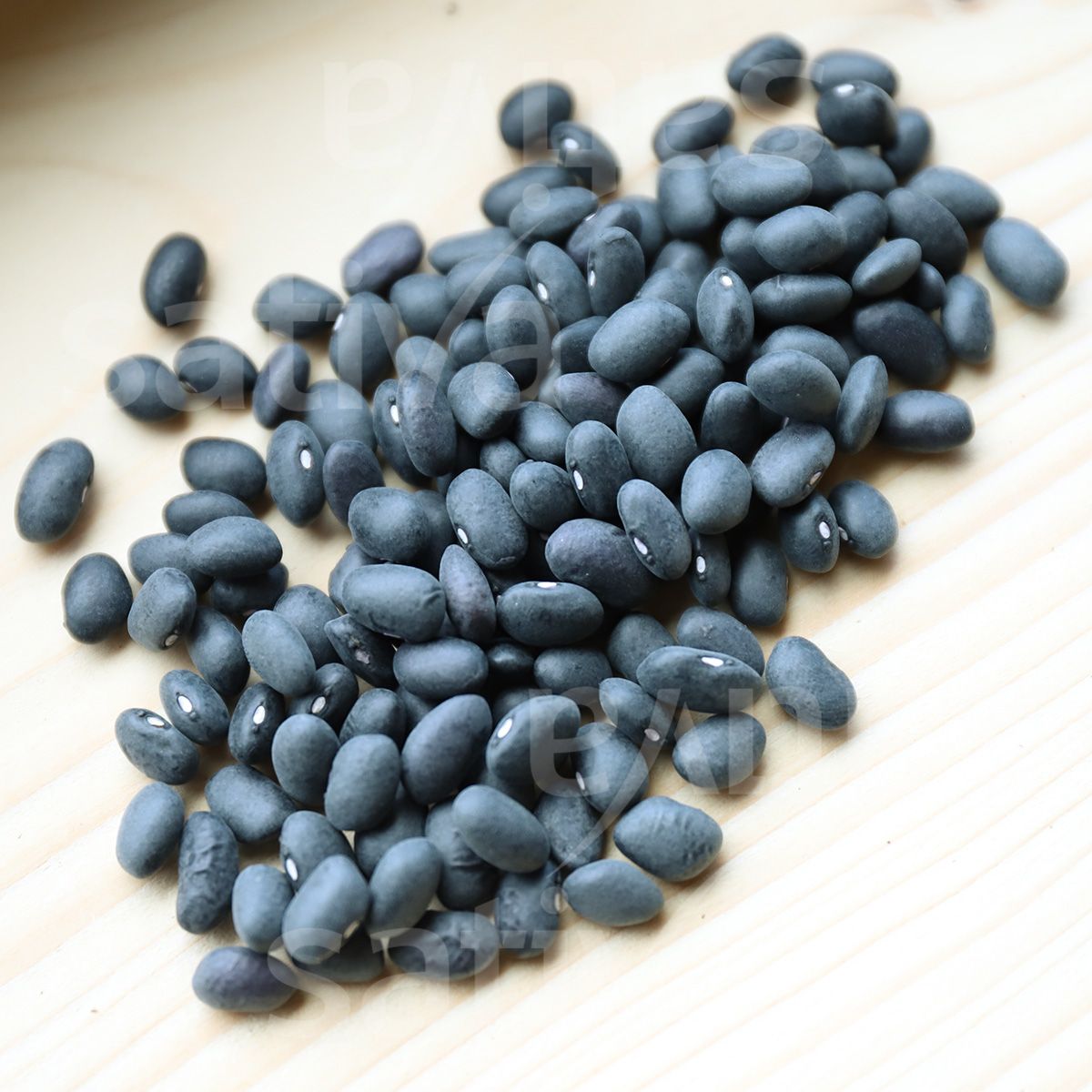 Bush Bean 'Improved Black Turtle'