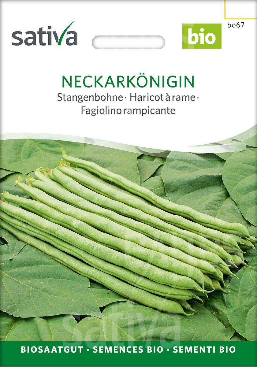 Pole Bean 'Neckarkönigin'