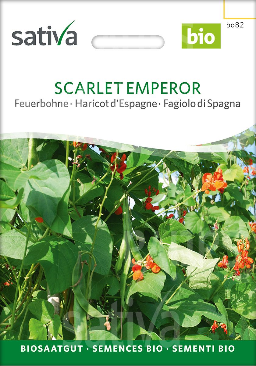 Pole Bean 'Scarlet Emperor'