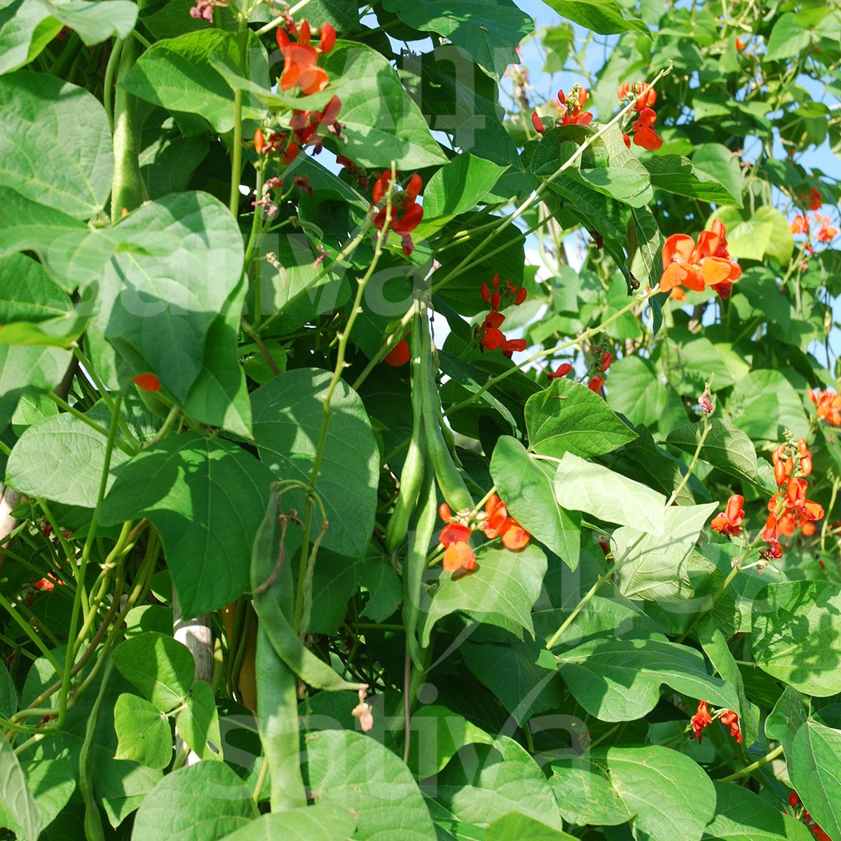 Pole Bean 'Scarlet Emperor'