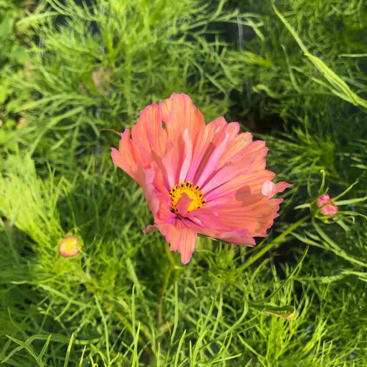Cosmea 'Apricotta'