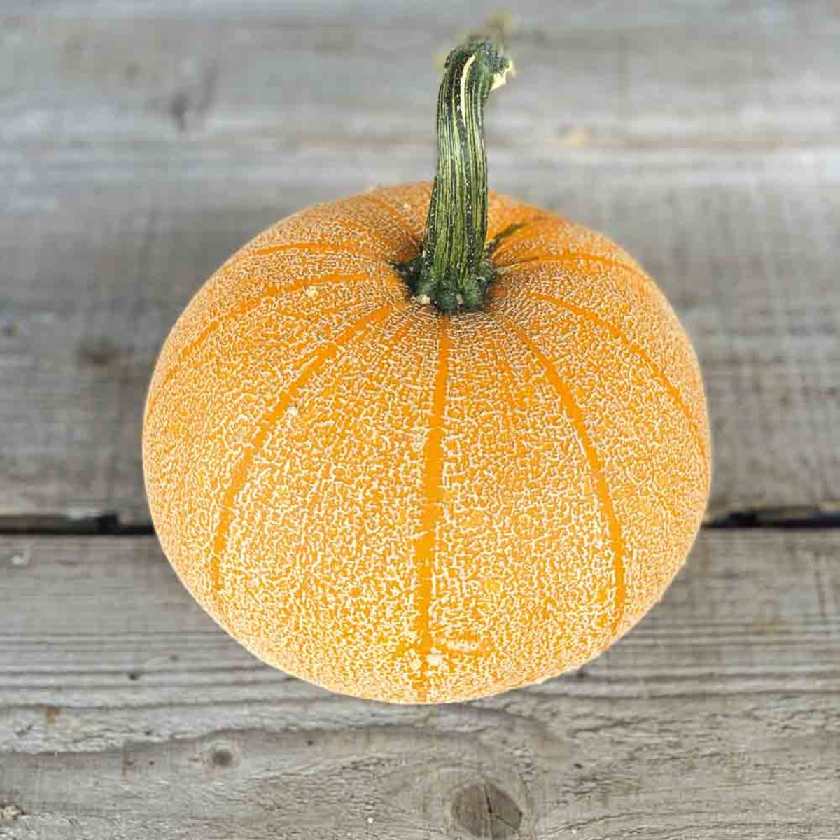 Pumpkin 'Winter Luxury'
