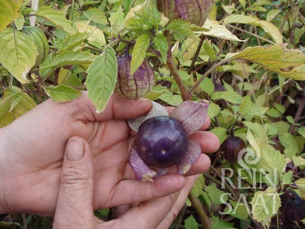 Tomatillo 'Purple'