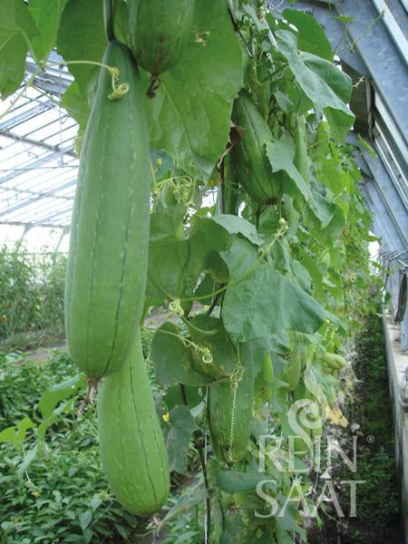 Luffa