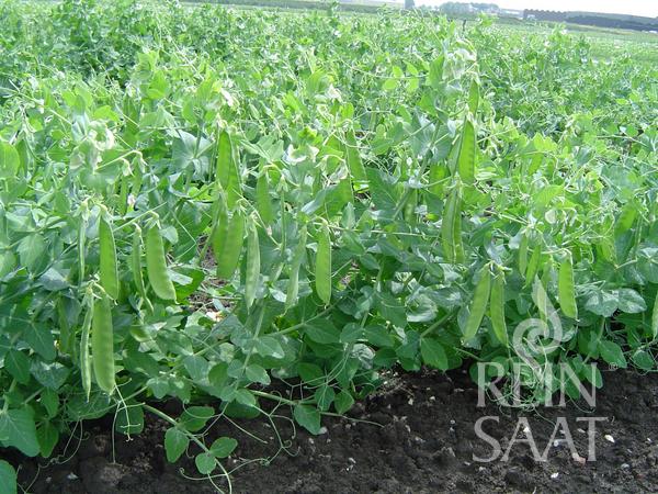 Snap Pea 'Sweet Horizon'