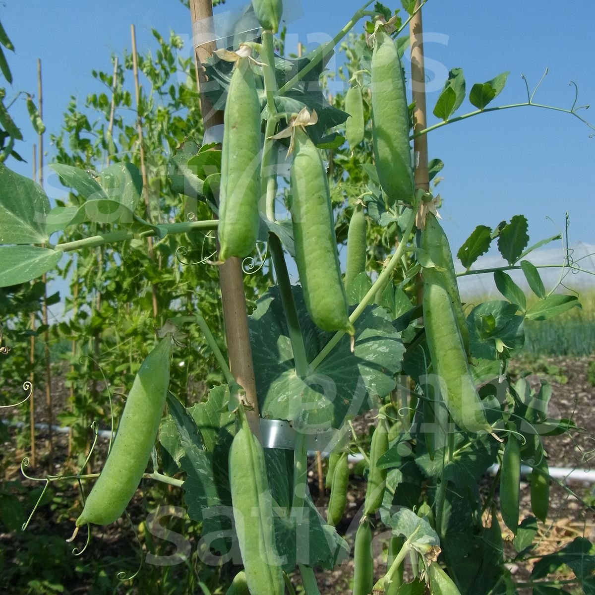 Marrowfat Pea 'Karina'
