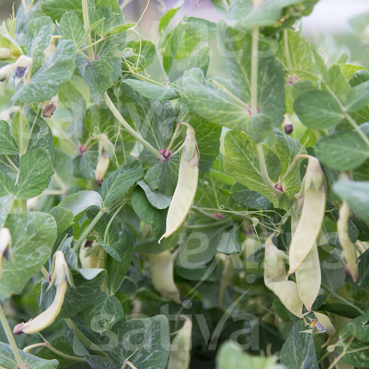 Zuckererbsen 'Golden Sweet'