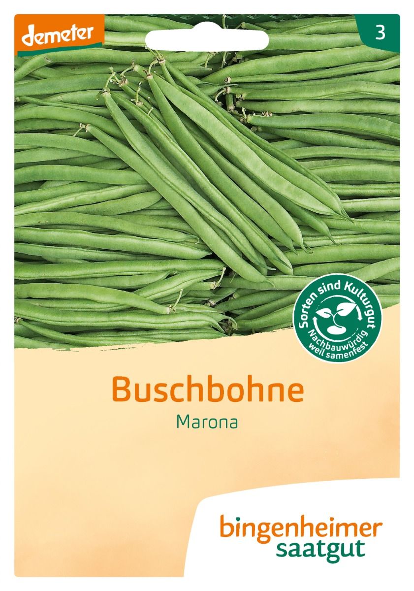 Bush Bean 'Marona'