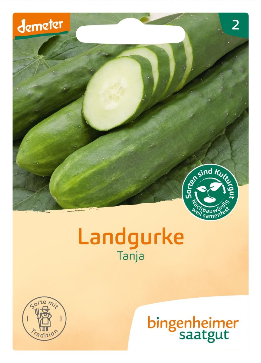 Gurke 'Tanja'