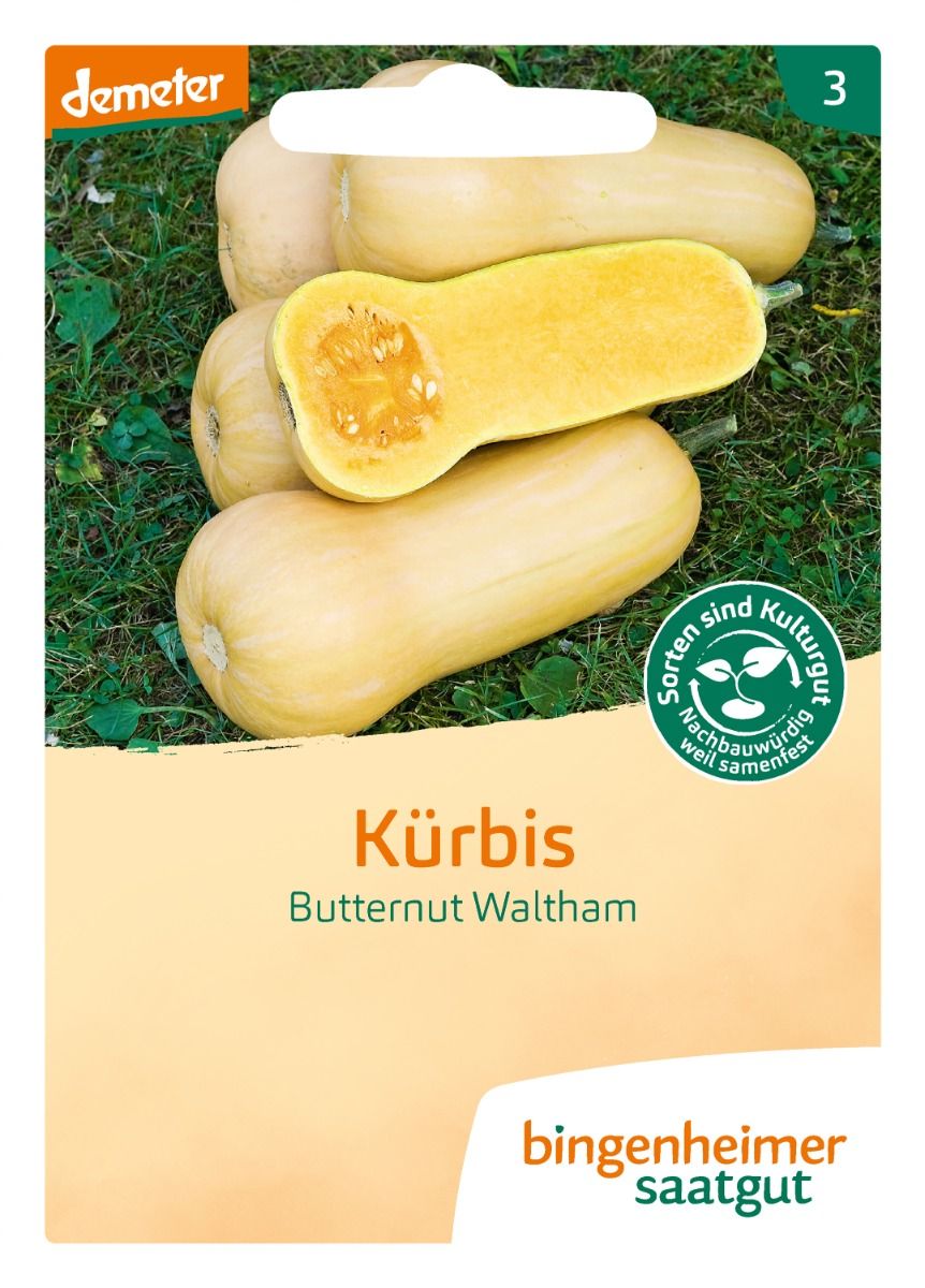Butternut Squash 'Waltham'