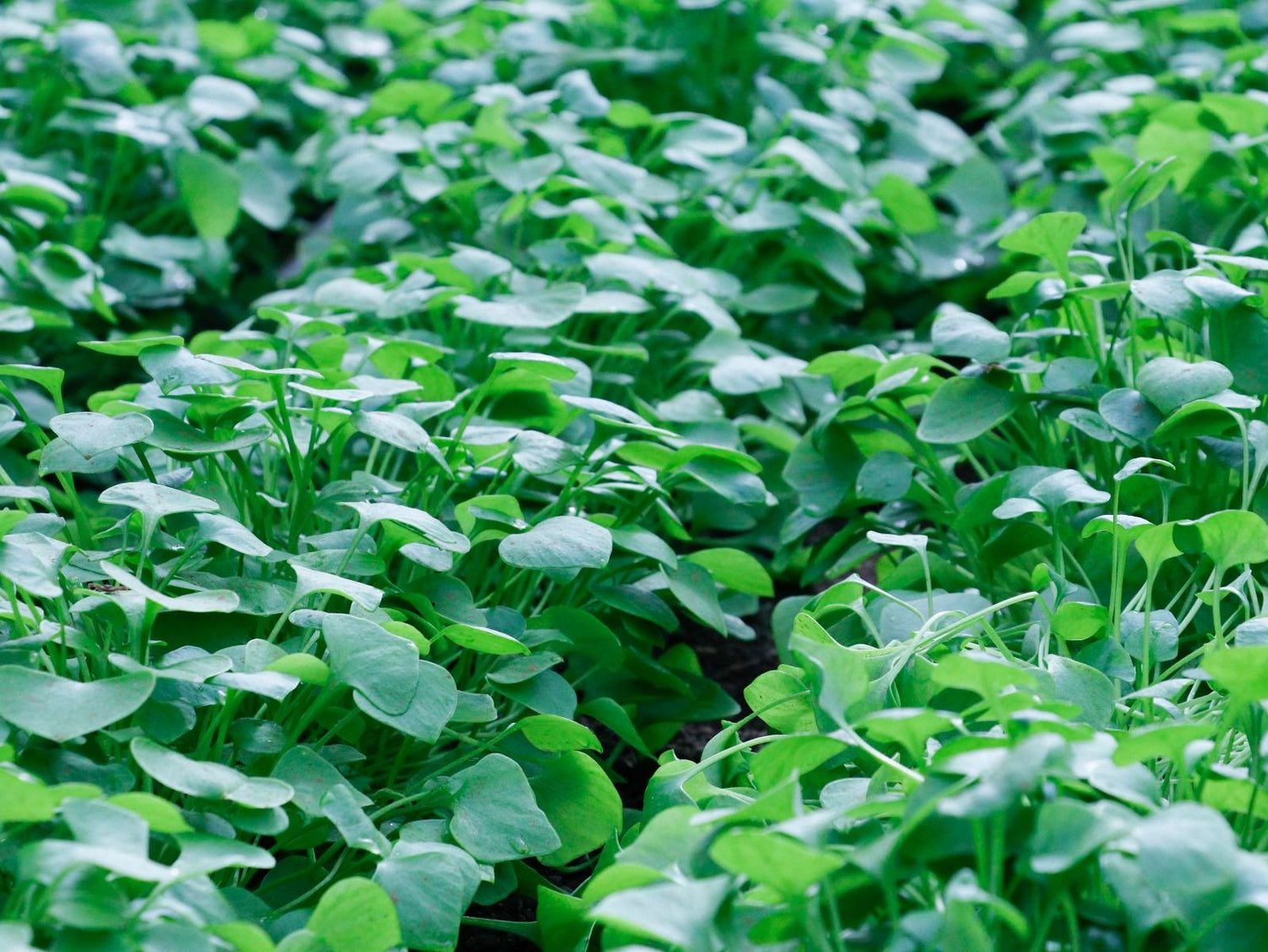 Winter Purslane