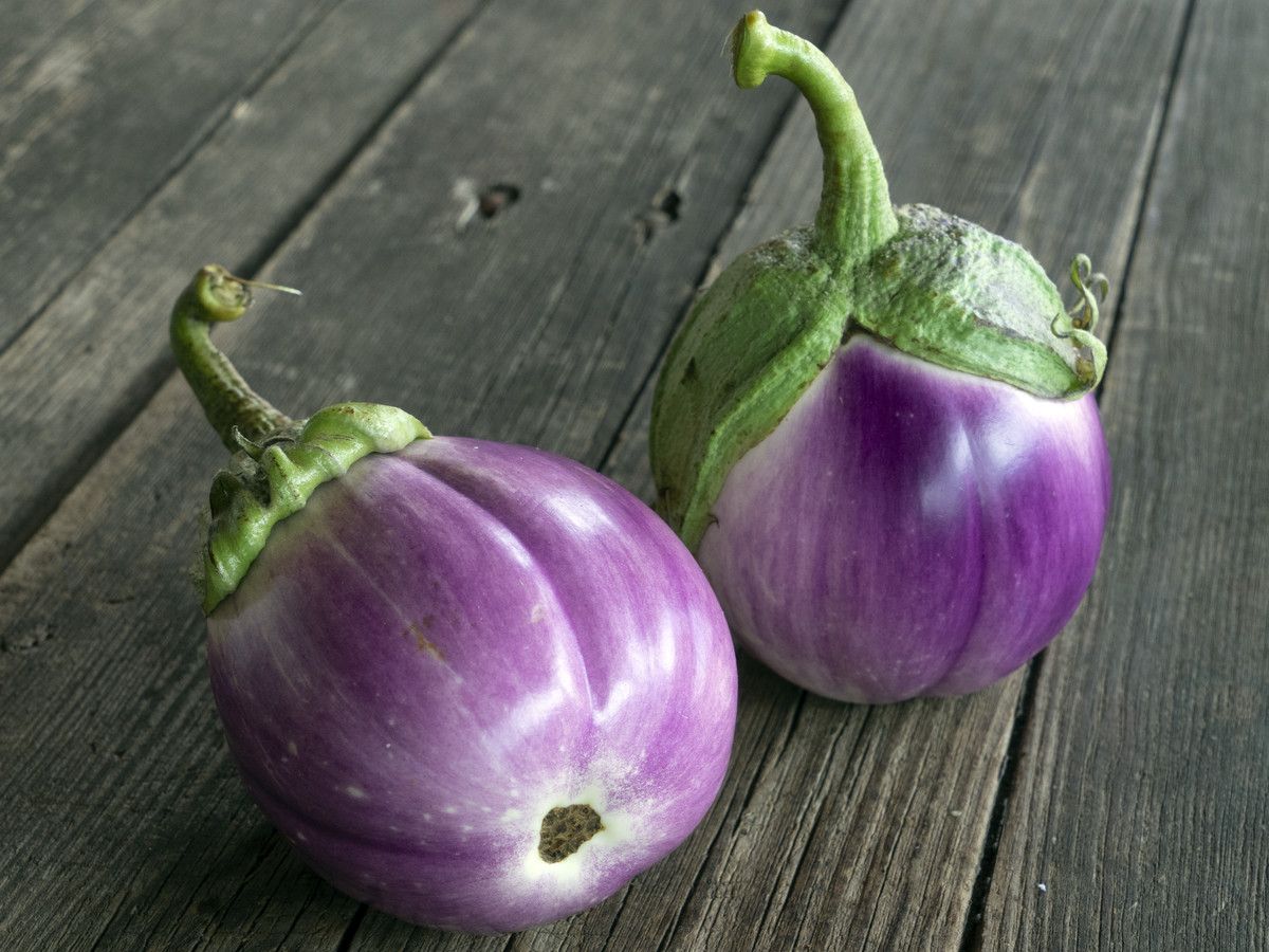Aubergine 'Lea'