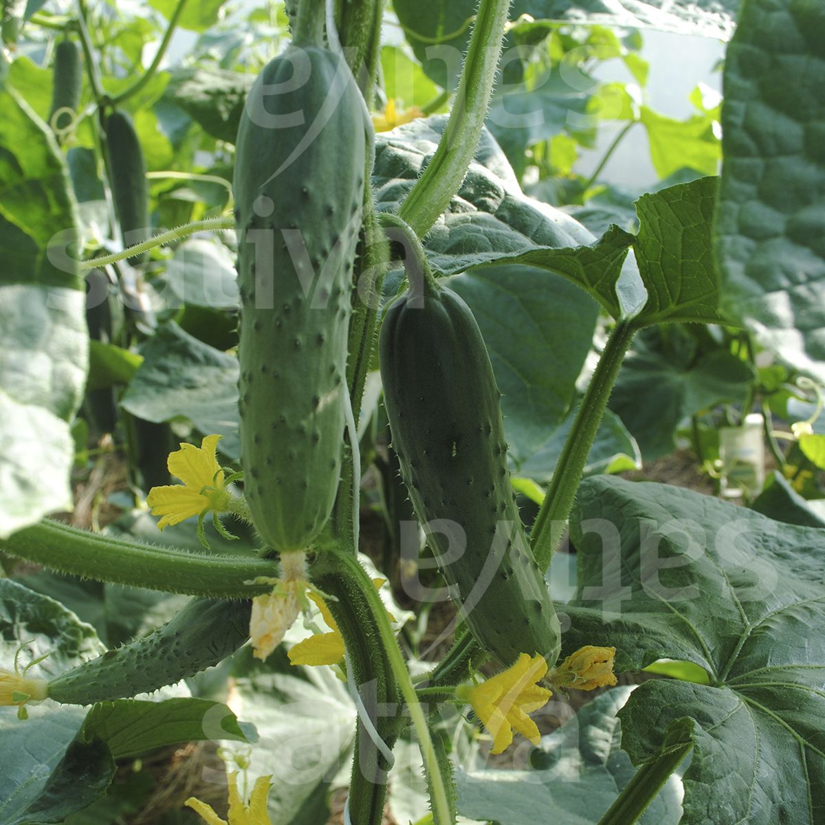 Gurke 'Marketmore'