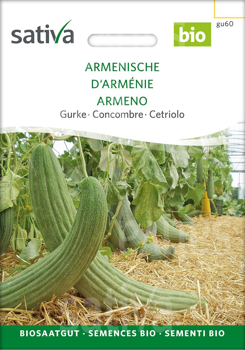 Cucumber 'Armenian'